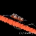 shrimp_coral_wire_res_kb_h_0274_png0945.jpg